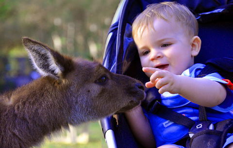 Australian Reptile Park - New Castle Holiday 6