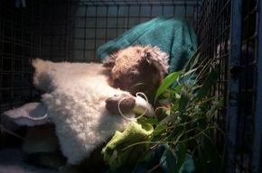 Jirrahlinga Koala & Wildlife Sanctuary - New Castle Holiday 3