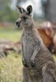 Jirrahlinga Koala & Wildlife Sanctuary - New Castle Holiday 4
