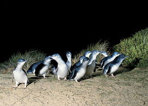 Phillip Island Penguin Parade - New Castle Holiday 3
