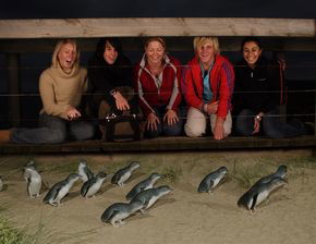 Phillip Island Penguin Parade - New Castle Holiday 4