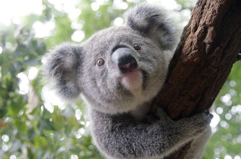 Lone Pine Koala Sanctuary - New Castle Holiday 3
