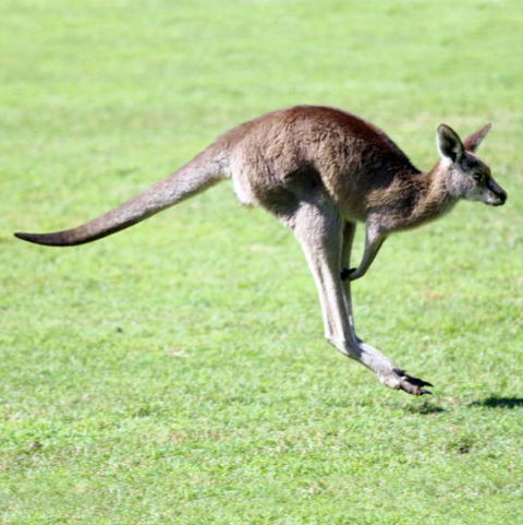Lone Pine Koala Sanctuary - New Castle Holiday 4