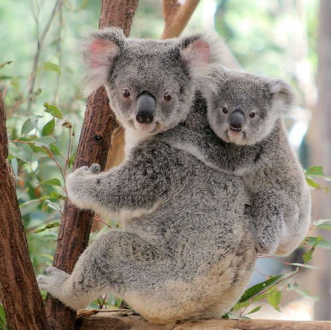 Lone Pine Koala Sanctuary - New Castle Holiday 6