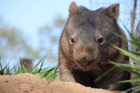 Lone Pine Koala Sanctuary - New Castle Holiday 7