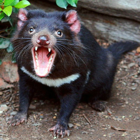Lone Pine Koala Sanctuary - New Castle Holiday 8