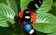 Butterfly Farm - thumb 4