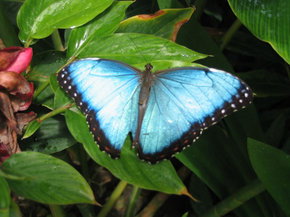 Butterfly Farm - New Castle Holiday 5