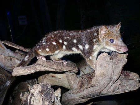 East Coast Natureworld - New Castle Holiday 5