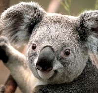 Potoroo Palace - New Castle Holiday