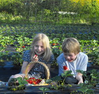 Blue Hills Berries  Cherries - New Castle Holiday