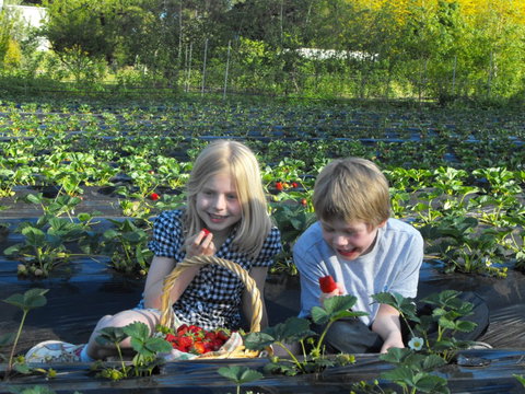 Blue Hills Berries & Cherries - New Castle Holiday 0