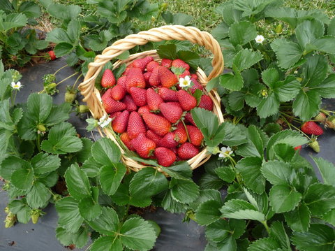 Blue Hills Berries & Cherries - New Castle Holiday 3