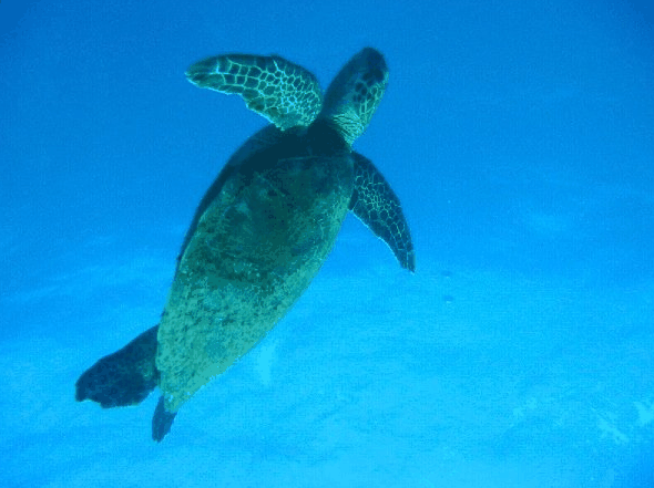 Big Cat Reality - New Castle Holiday