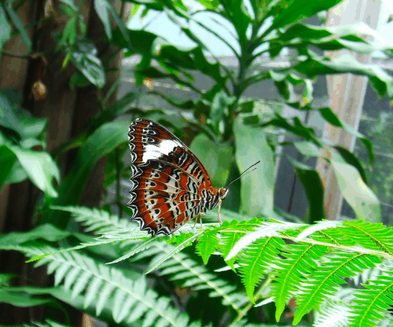 Australian Butterfly Sanctuary - New Castle Holiday 1