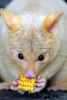 Currumbin Wildlife Sanctuary - New Castle Holiday 4