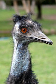 Currumbin Wildlife Sanctuary - New Castle Holiday 5