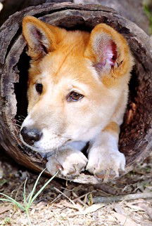 Currumbin Wildlife Sanctuary - New Castle Holiday 6