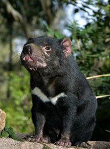 Currumbin Wildlife Sanctuary - New Castle Holiday 7