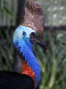 Currumbin Wildlife Sanctuary - New Castle Holiday 8