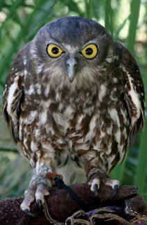 Currumbin Wildlife Sanctuary - New Castle Holiday 9