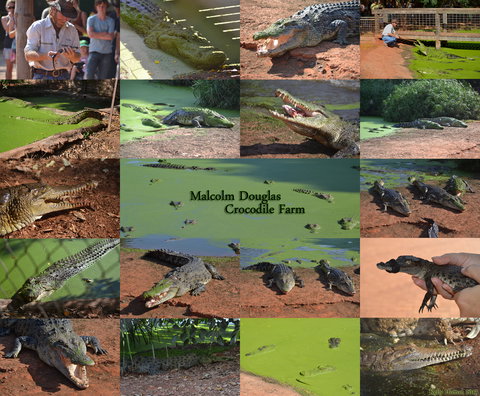 The Malcolm Douglas Crocodile Park - New Castle Holiday 0