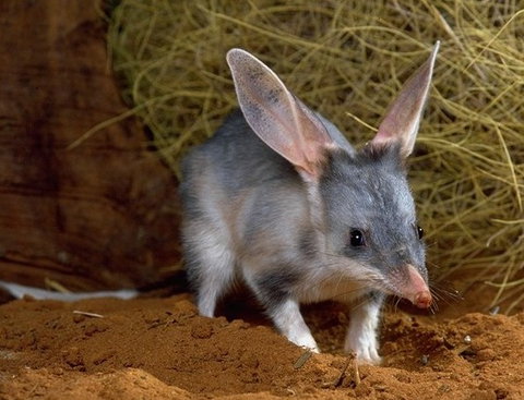 David Fleay Wildlife Park - New Castle Holiday 2
