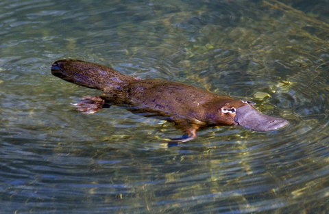 David Fleay Wildlife Park - New Castle Holiday 4