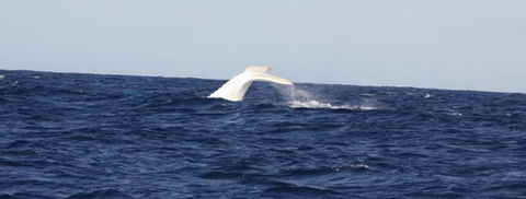 Australian Whale Watching - New Castle Holiday 0