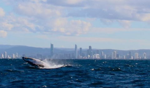 Australian Whale Watching - New Castle Holiday 1