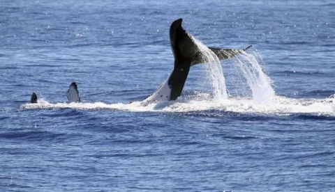 Australian Whale Watching - New Castle Holiday 3
