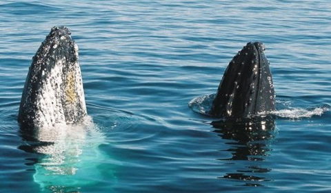 Australian Whale Watching - New Castle Holiday 4