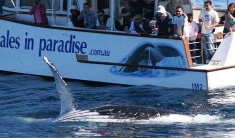 Australian Whale Watching - New Castle Holiday 5