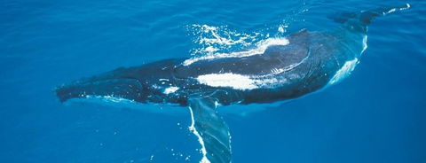Australian Whale Watching - New Castle Holiday 6