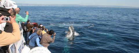 Australian Whale Watching - New Castle Holiday 7