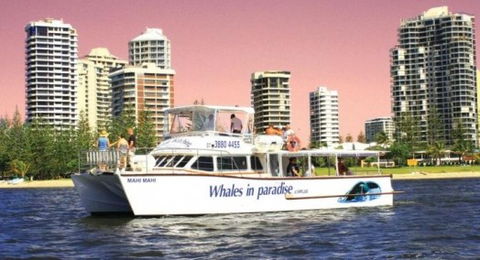 Australian Whale Watching - New Castle Holiday 8