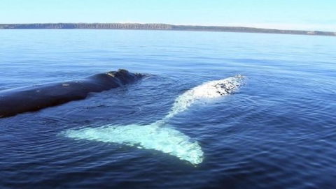 Australian Whale Watching - New Castle Holiday 9