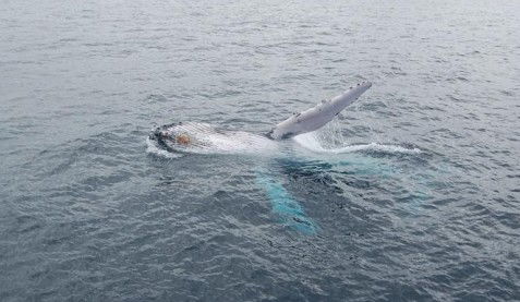 Australian Whale Watching - New Castle Holiday 10
