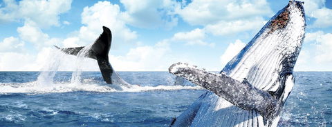 Australian Whale Watching - New Castle Holiday 11