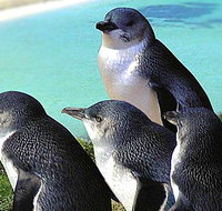 Rockingham Wild Encounters - New Castle Holiday