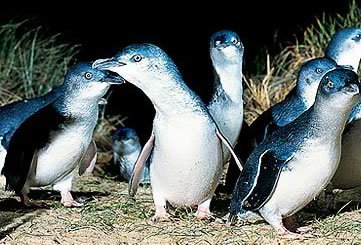 Bunyip Tours - New Castle Holiday 4