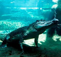 WILD LIFE Sydney Zoo - New Castle Holiday
