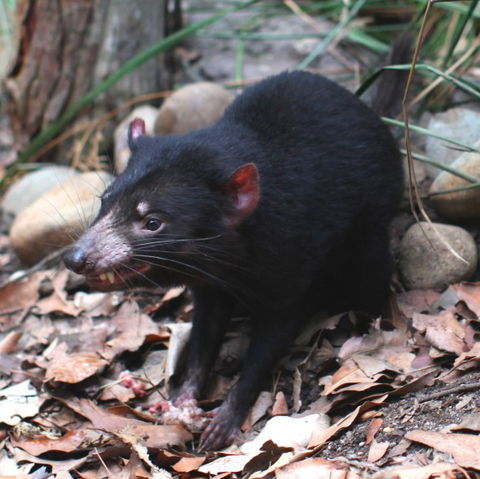 WILD LIFE Sydney Zoo - New Castle Holiday 5