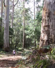 Warren River Loop Walk - New Castle Holiday 0