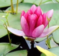The Lotus Day Spa and Retreat - New Castle Holiday