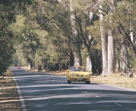 Ludlow Tuart Forest - New Castle Holiday 0