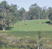 Scenic Drives - Bunbury Collie Donnybrook - New Castle Holiday