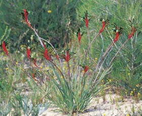 Kalbarri Wildflower Centre - New Castle Holiday 0