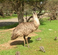 Minlaton Fauna Park - New Castle Holiday