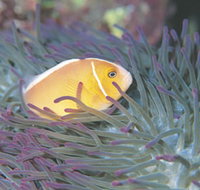 Rowley Shoals - New Castle Holiday